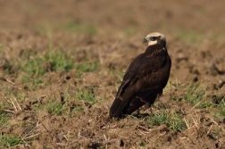 Moták pochop  ( Circus aeruginosus )