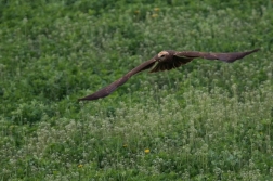 Moták pochop  ( Cirkus aeruginosus )