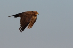 Moták pochop  ( Cirkus aeruginosus )