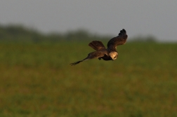 Moták pochop  ( Cirkus aeruginosus )