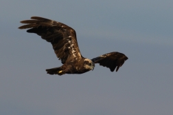 Moták pochop  ( Cirkus aeruginosus )