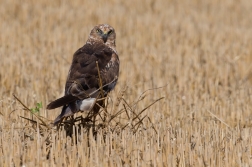 Moták pochop  ( Cirkus aeruginosus )