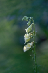 Náprstník ( Purpurea digitalis )