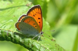 Ohniváček černočárný ( Lycaena dispar )