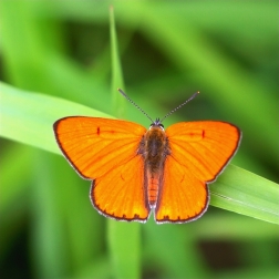 Ohniváček černočárný ( Lycaena dispar )