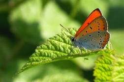 Ohniváček černočárný ( Lycaena dispar )