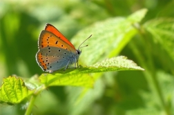 Ohniváček černočárný ( Lycaena dispar )