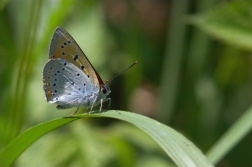 Ohniváček černočárný ( Lycaena dispar )