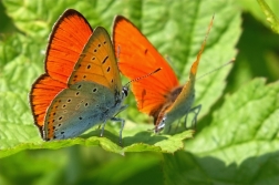 Ohniváček černočárný ( Lycaena dispar )