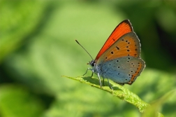 Ohniváček černočárný ( Lycaena dispar )