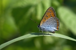 Ohniváček černočárný ( Lycaena dispar )