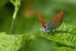 Ohniváček černočárný ( Lycaena dispar )