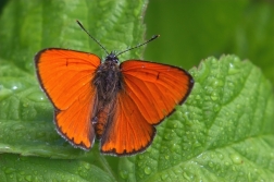 Ohniváček černočárný ( Lycaena dispar )