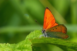 Ohniváček černočárný ( Lycaena dispar )