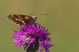 Okáč bojínkový ( Melanargia galathea )