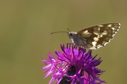 Okáč bojínkový ( Melanargia galathea )