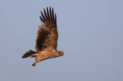 Orel královský  ( Aguila heliaca )