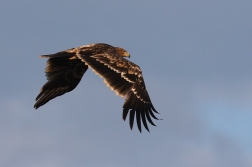 Orel královský  ( Aquila heliaca )