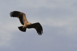 Orel královský  ( Aquila heliaca )