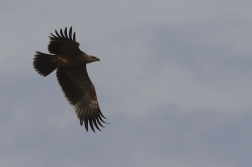 Orel královský  ( Aquila heliaca )