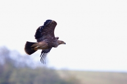 Orel královský  ( Aquila heliaca )