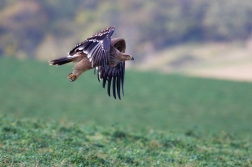 Orel královský  ( Aquila heliaca )