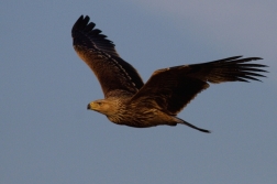 Orel královský  ( Aquila heliaca )