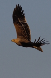 Orel královský  ( Aquila heliaca )