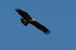 Orel královský  ( Aquila heliaca )