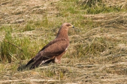 Orel křiklavý ( Aguila pomarina )