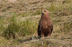 Orel křiklavý ( Aguila pomarina )