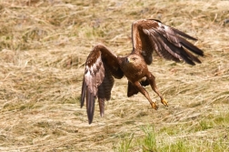 Orel křiklavý ( Aguila pomarina )