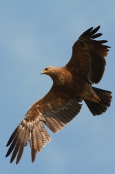 Orel křiklavý ( Aguila pomarina )