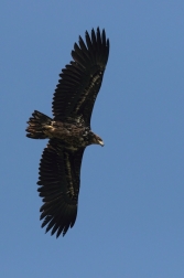 Orel mořský  ( Haliaeetus albicilla )