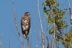 Orel mořský ( Haliaeetus albicilla )