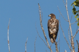 Orel mořský ( Haliaeetus albicilla )