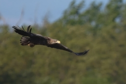 Orel mořský  ( Halliaeetus albicila )