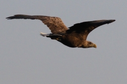 Orel mořský  ( Heliaeetus albicilla )