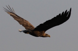 Orel mořský  ( Heliaeetus albicilla )