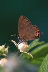 Ostruháček švestkový  ( Satyrium pruni )