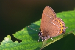 Ostruháček švestkový  ( Satyrium pruni )