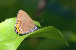 Ostruháček švestkový  ( Satyrium pruni )