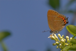 Ostruháček švestkový  ( Satyrium pruni )