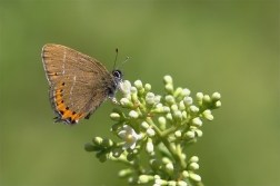 Ostruháček švestkový  ( Satyrium pruni )