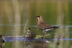 Ouhorlík stepní  ( Glaerola  pratincola )