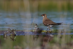 Ouhorlík stepní  ( Glaerola  pratincola )