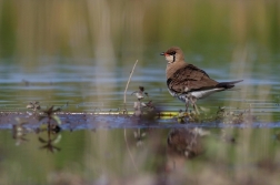 Ouhorlík stepní  ( Glaerola  pratincola )