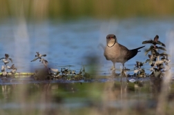 Ouhorlík stepní  ( Glaerola  pratincola )