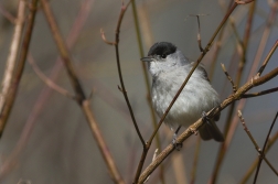 Pěnice černohlavá  ( Sylvia atricapilla )