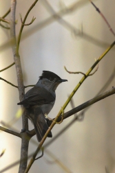 Pěnice černohlavá  ( Sylvia atricapilla )